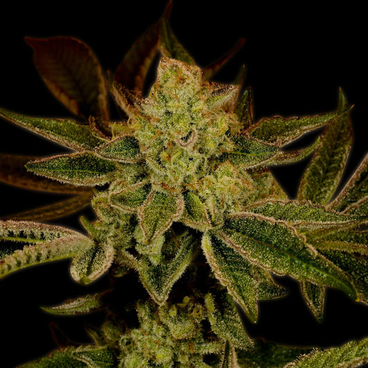 🎁 Super Lemon Haze Seeds (100% off)