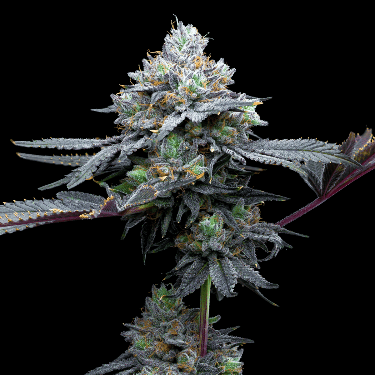 🎁 Super Runtz Seeds (100% off)