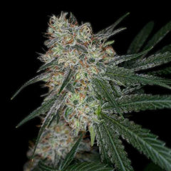 Super Sour Diesel Autoflower Seeds