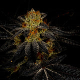 🎁 Tahoe OG Seeds (100% off)