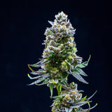 🎁 Thin Mint Seeds (100% off)