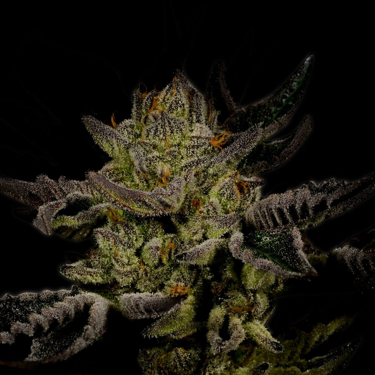 🎁 Trainwreck Autoflower Seeds (100% off)