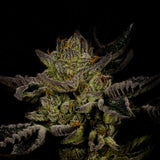 🎁 Trainwreck Seeds (100% off)