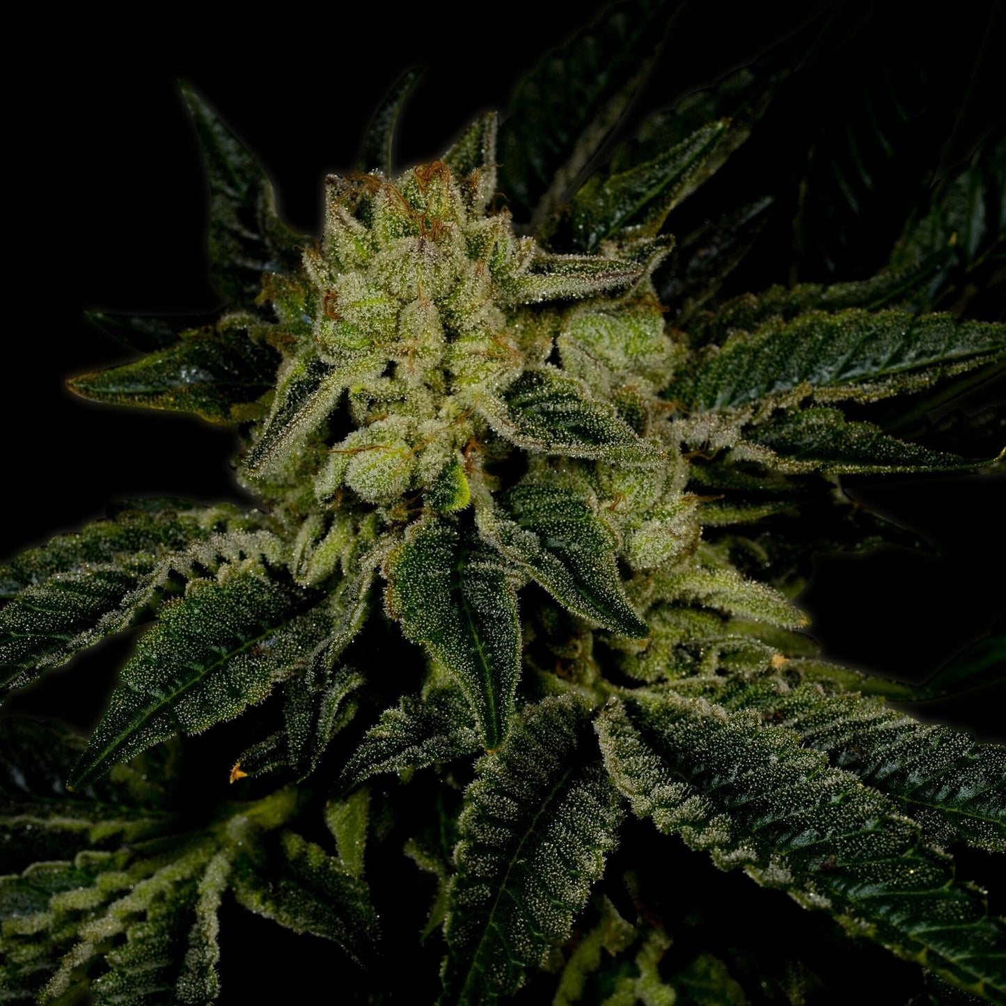 🎁 Triangle Kush Autoflower Seeds (100% off)