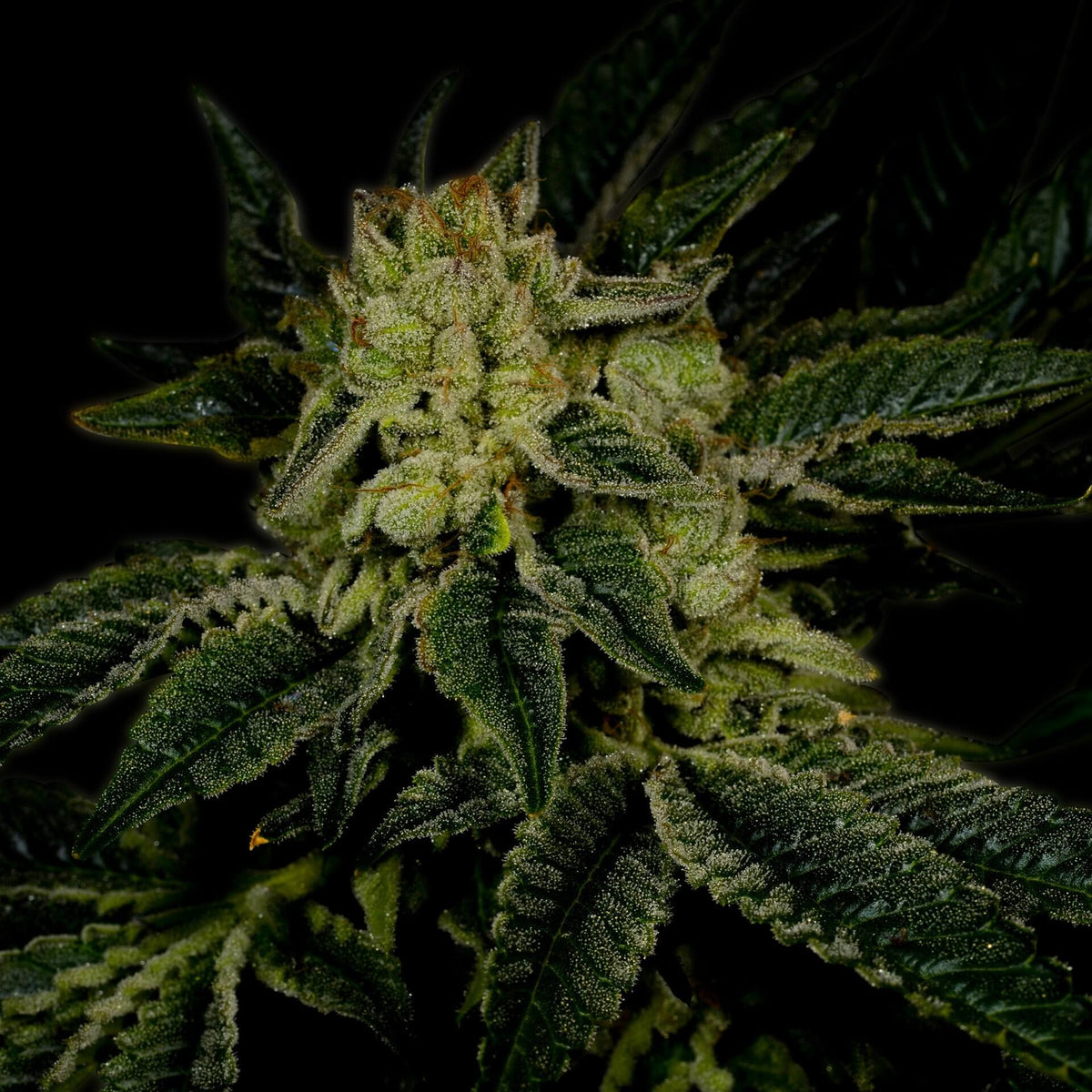 🎁 Triangle Kush Seeds (100% off)