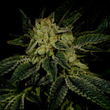 🎁 Triangle Kush Seeds (100% off)