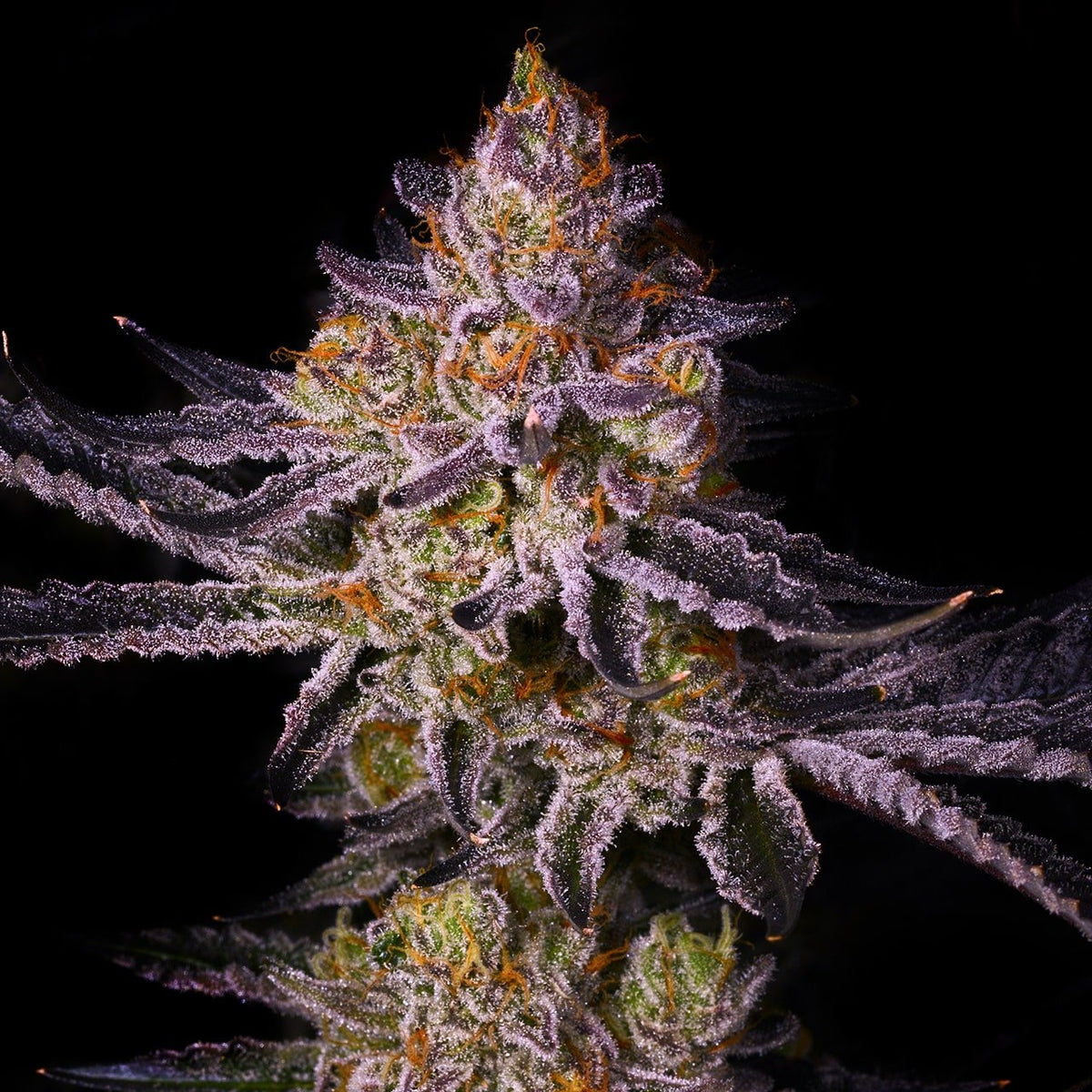 🎁 Tropicana Cherry Seeds (100% off)