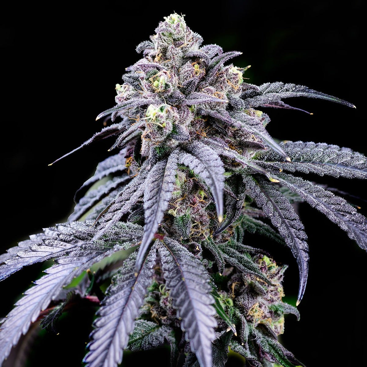 🎁 Trufflez Seeds (100% off)