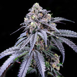 🎁 Trufflez Seeds (100% off)