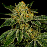 🎁 UK Cheese Seeds (100% off)