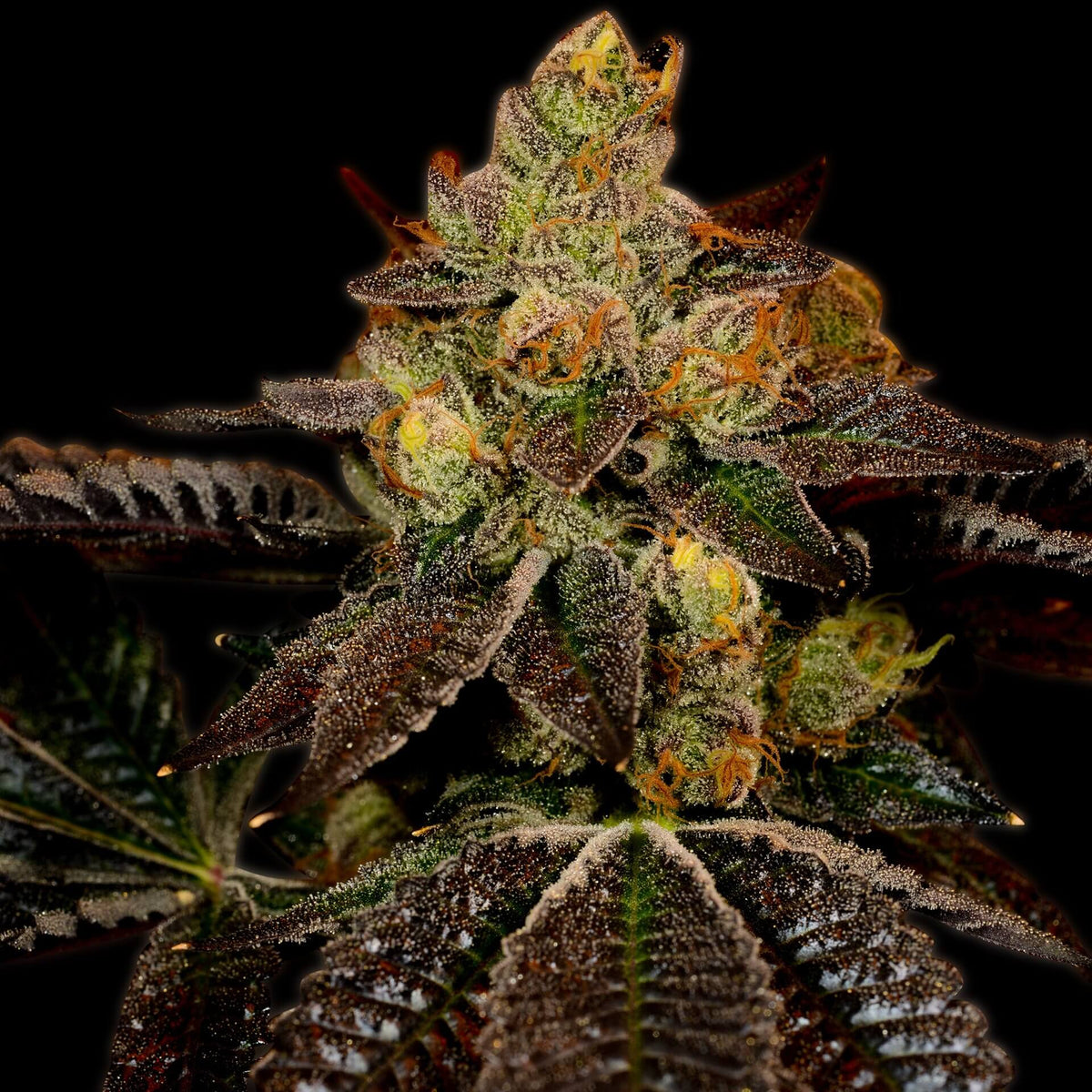 🎁 Wedding Cake Seeds (100% off)