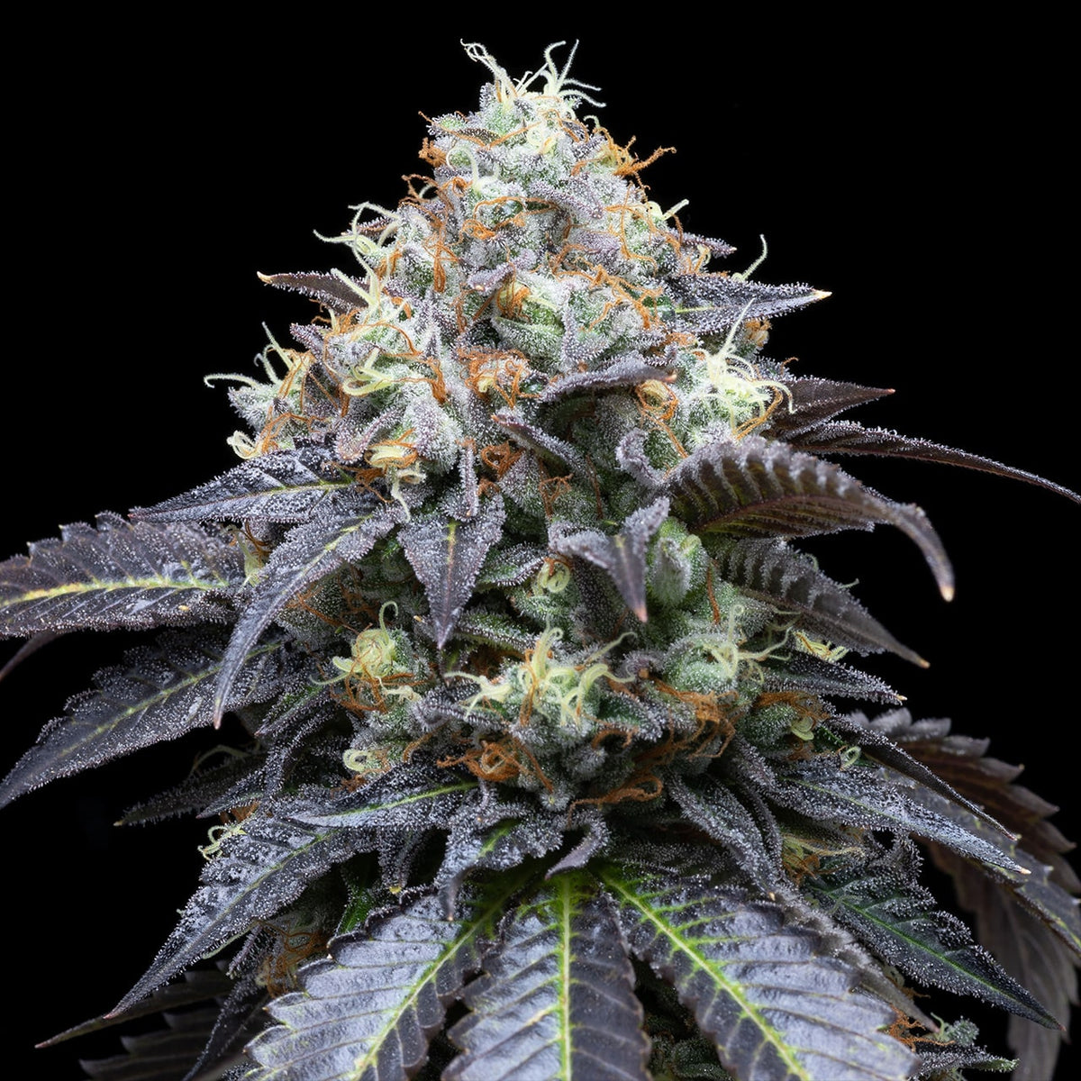 🎁 White Runtz Seeds (100% off)