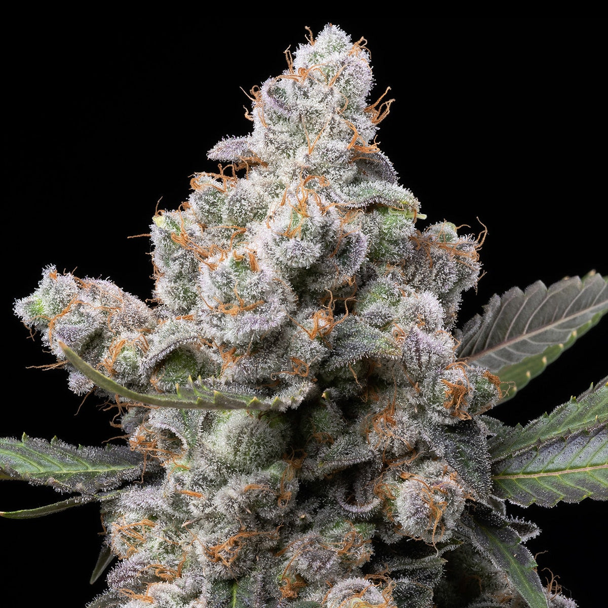 🎁 White Truffle Seeds (100% off)