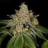 🎁 Yellow Fruit Stripe Seeds (100% off)