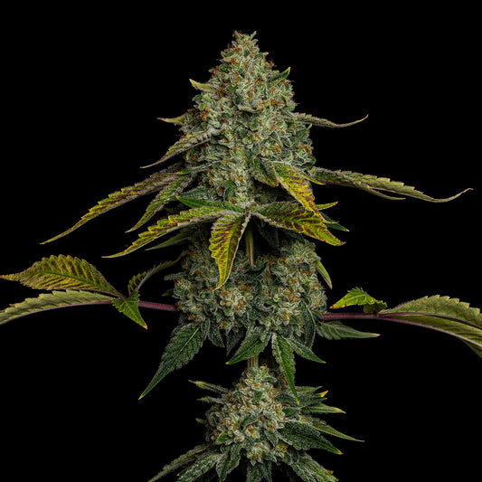 🎁 Yellow Zushi Seeds (100% off)