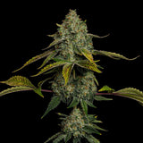 🎁 Yellow Zushi Seeds (100% off)