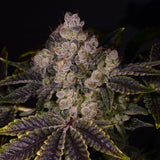 🎁 Zkittlez Autoflower Seeds (100% off)