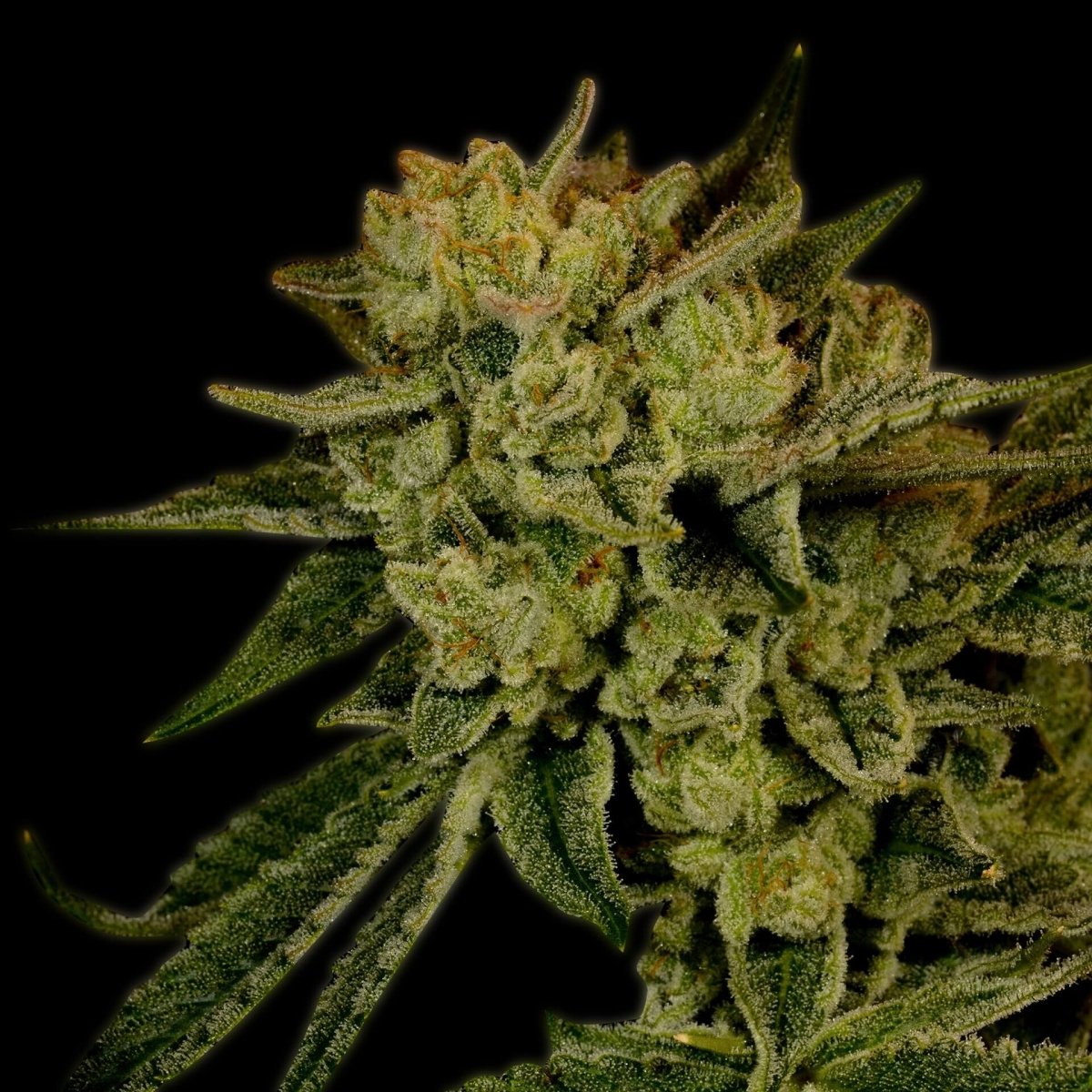 Acapulco Gold Feminized Cannabis Plant