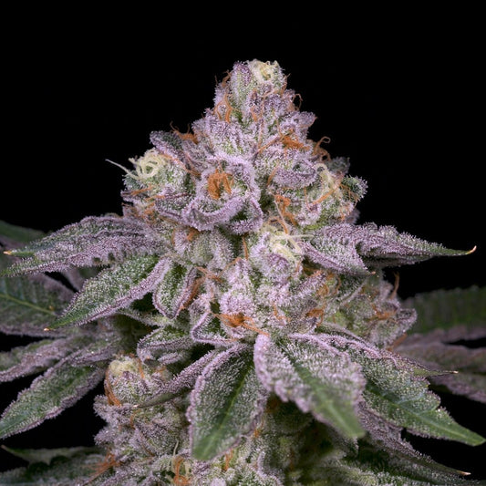 🎁 Adios MF Seeds (100% off) - Premium Cultivars