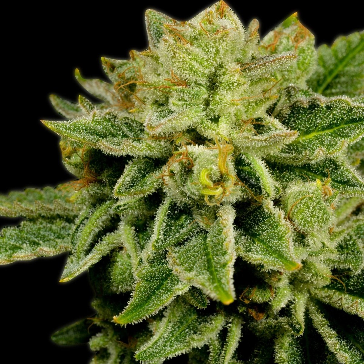 🎁 Afghan Kush Seeds (100% off) - Premium Cultivars