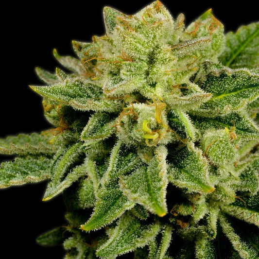 🎁 Afghan Kush Seeds (100% off) - Premium Cultivars