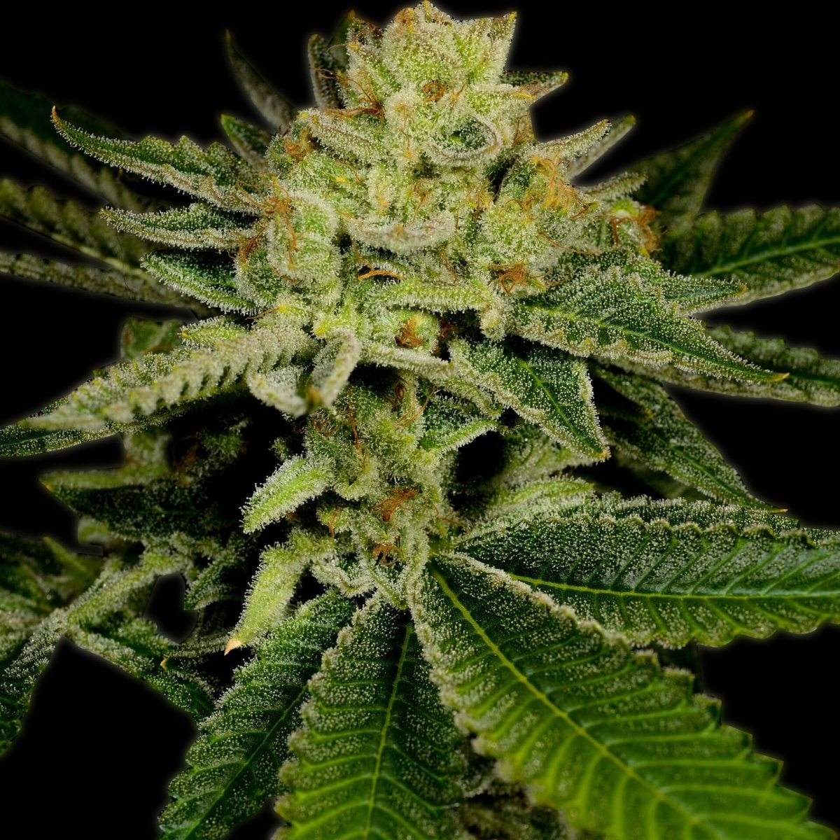 🎁 AK - 47 Autoflower Seeds (100% off) - Premium Cultivars