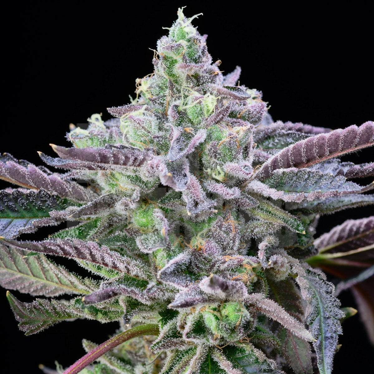 🎁 Alien Cookies Seeds (100% off)