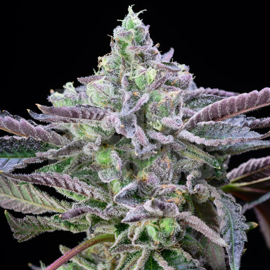 🎁 Alien Cookies Seeds (100% off) - Premium Cultivars