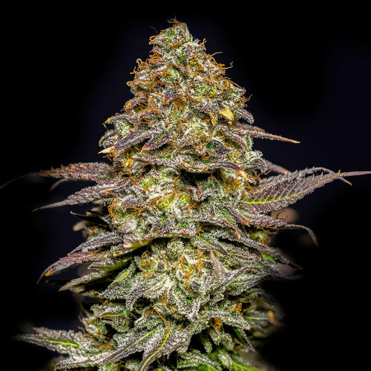 🎁 Animal Cookies Seeds (100% off) - Premium Cultivars