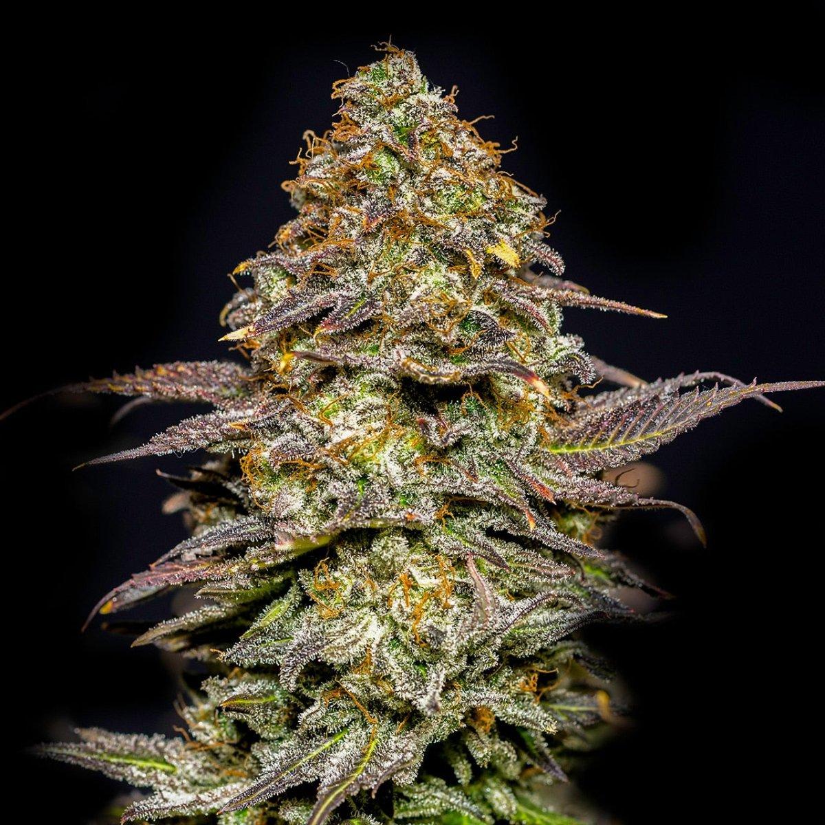 Animal Cookies Seeds