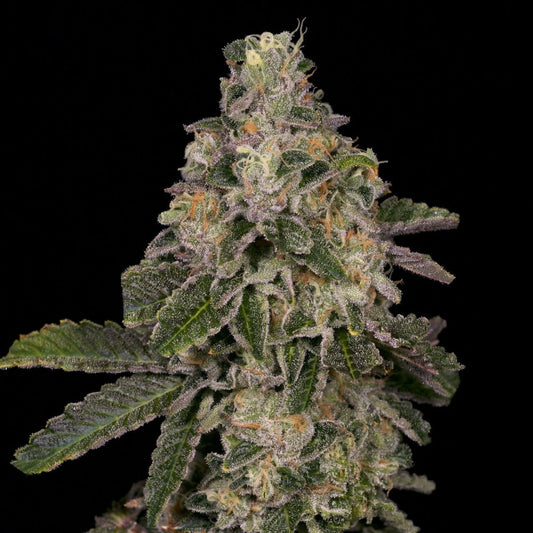 🎁 Animal Face Seeds (100% off) - Premium Cultivars