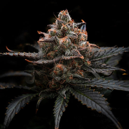 🎁 Animal Mintz Seeds (100% off) - Premium Cultivars