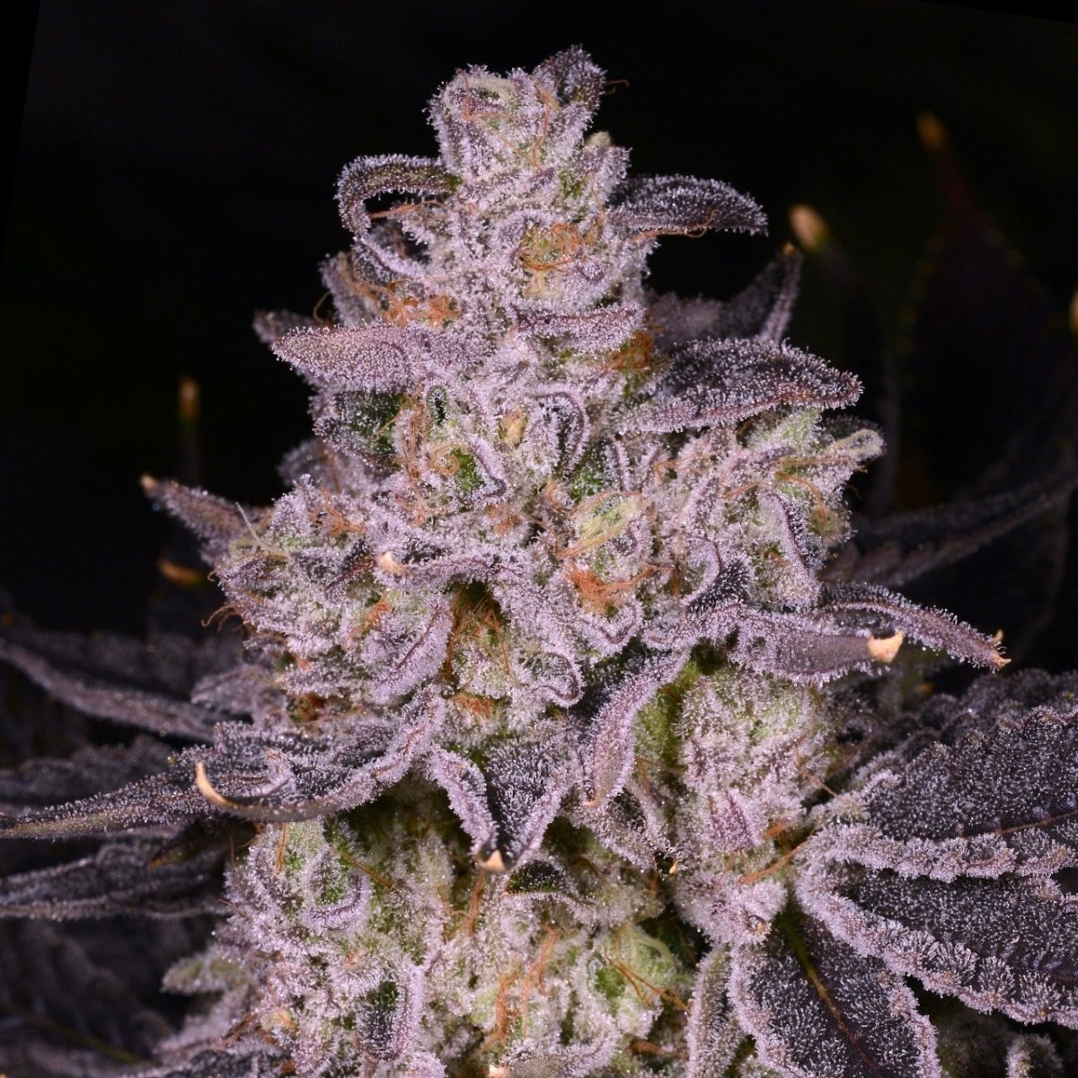 🎁 Apple Tartz Seeds (100% off) - Premium Cultivars
