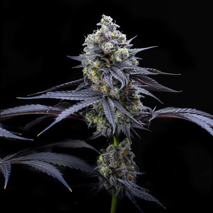 Apples and Bananas Seeds - Premium Cultivars