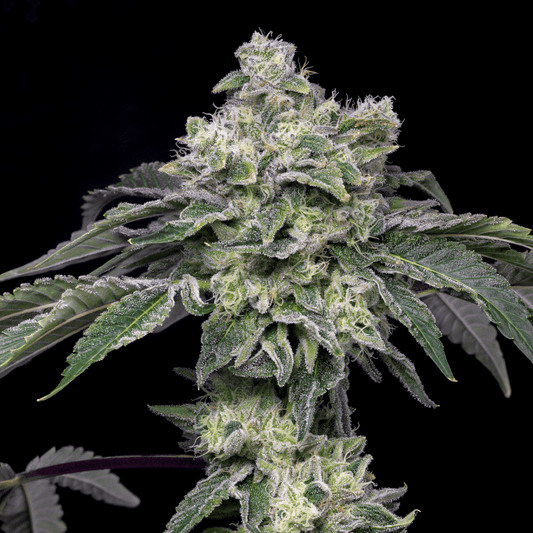 🎁 Atomic Apple Seeds (100% off) - Premium Cultivars