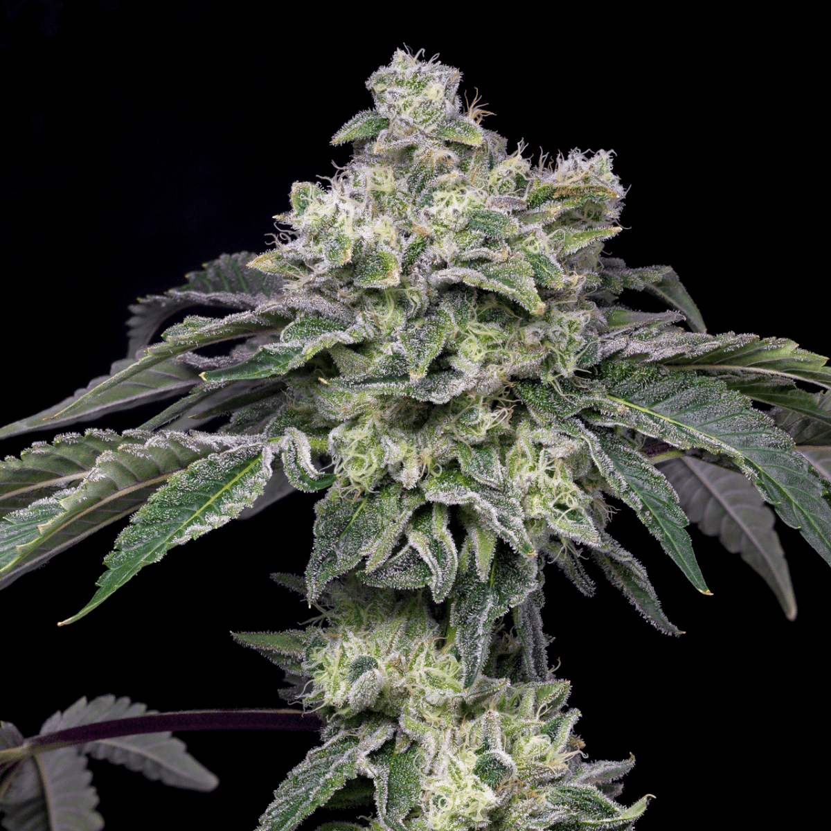 Atomic Apple Cannabis Plant