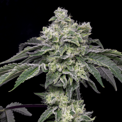 Atomic Apple Cannabis Plant