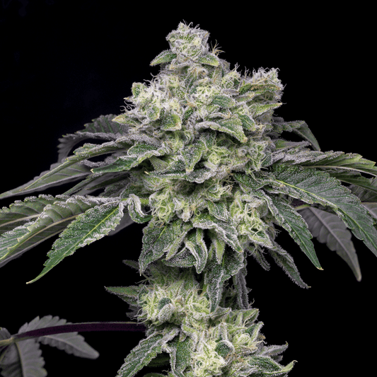 Atomic Apple Cannabis Plant