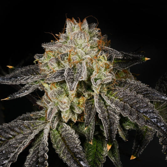 🎁 Bacio Gelato Seeds (100% off) - Premium Cultivars