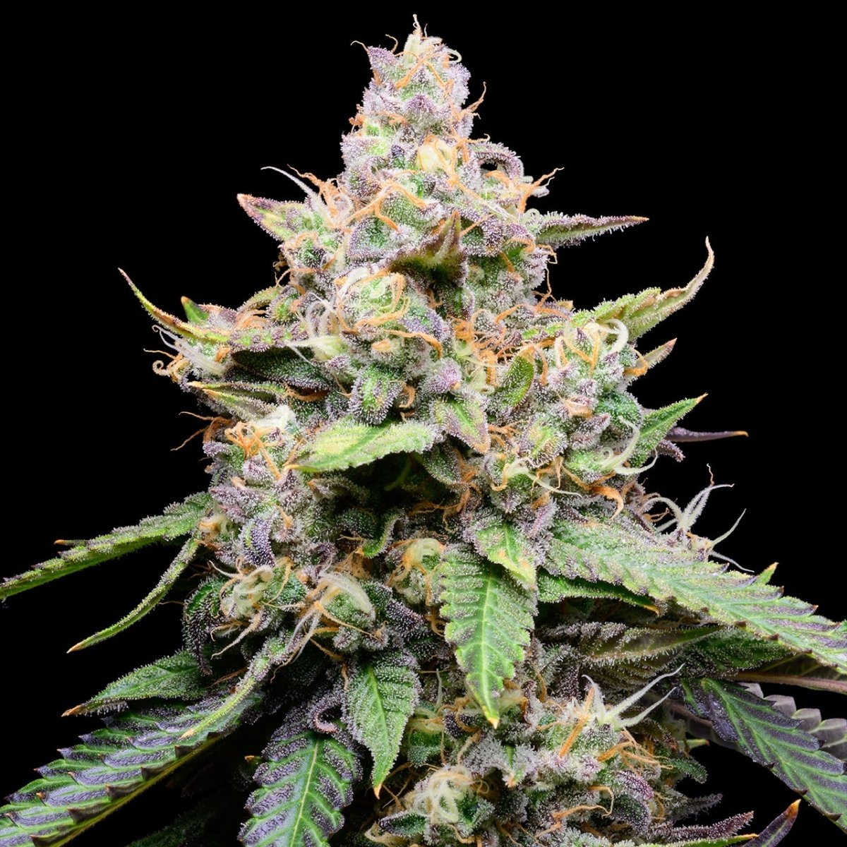 🎁 Banana Cream Pie Seeds (100% off) - Premium Cultivars