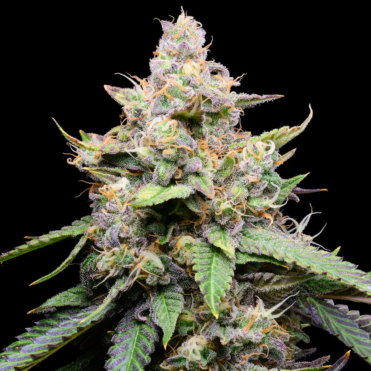 🎁 Banana Cream Pie Seeds (100% off)