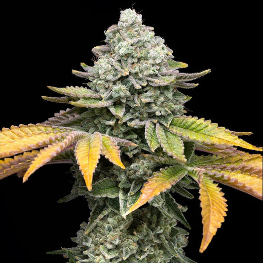 🎁 Banana Runtz Seeds (100% off) - Premium Cultivars