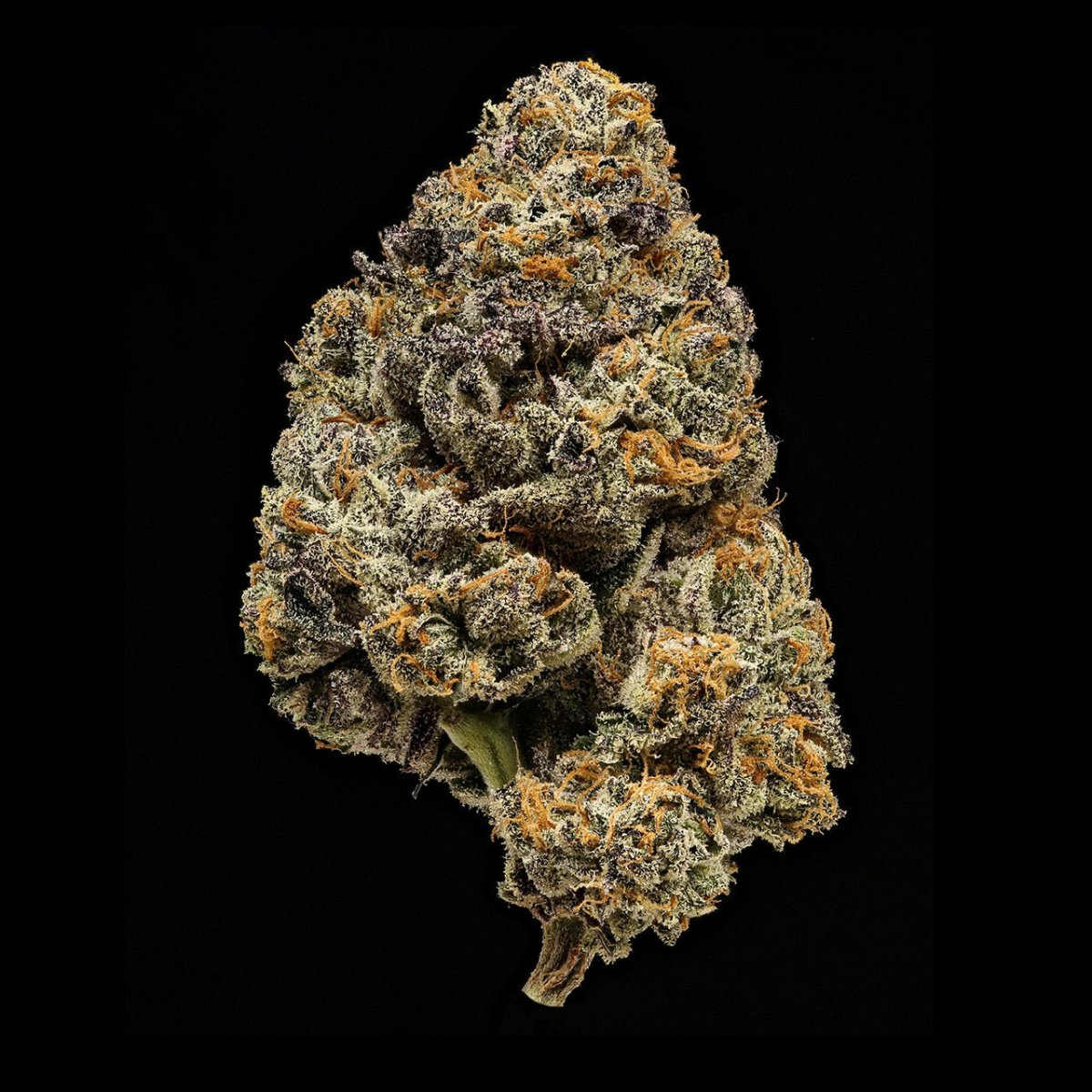 Banana Runtz Seeds - Premium Cultivars