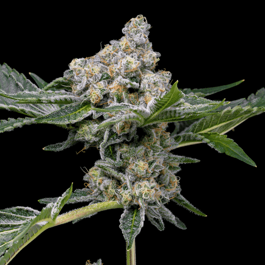 🎁 Beach Bum Autoflower Seeds (100% off) - Premium Cultivars