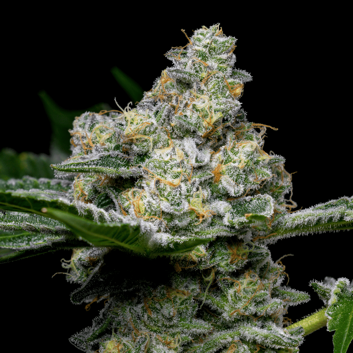 Beach Bum Autoflower Seeds