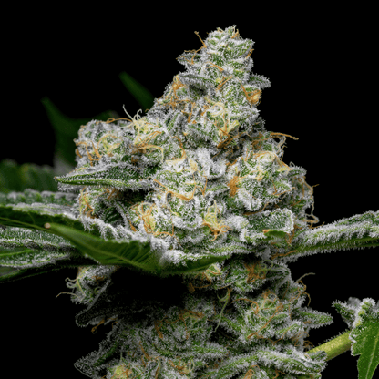 Beach Bum Autoflower Seeds