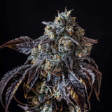 🎁 Berry White Seeds (100% off)