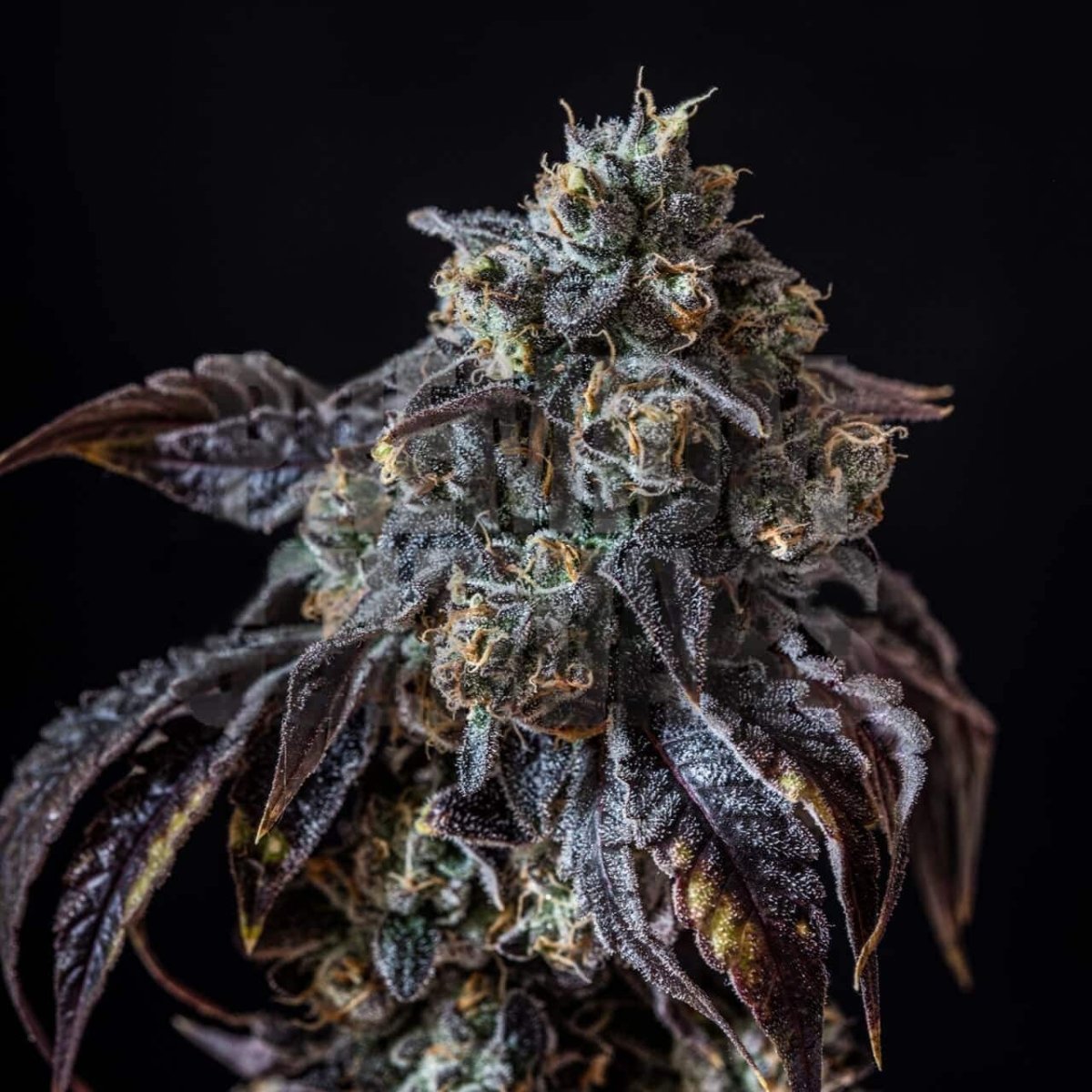 🎁 Berry White Seeds (100% off) - Premium Cultivars