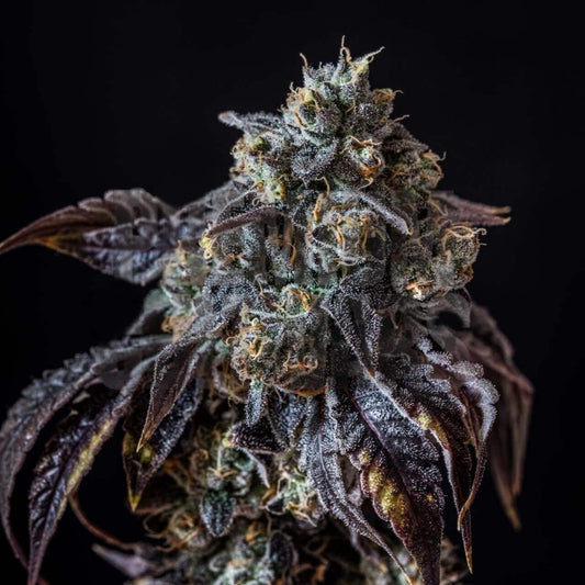 🎁 Berry White Seeds (100% off) - Premium Cultivars