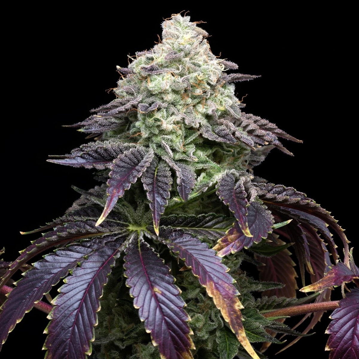 🎁 Biscotti Seeds (100% off) - Premium Cultivars